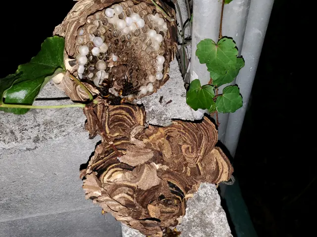 最短即日対応、スズメバチ1箇所18,700円、アシナガバチは1箇所8,800円サービスの画像