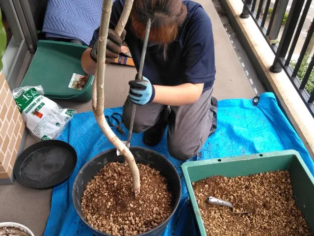 〜鉢の植替え〜　3月から10月頃までがシーズンです。サービスの画像