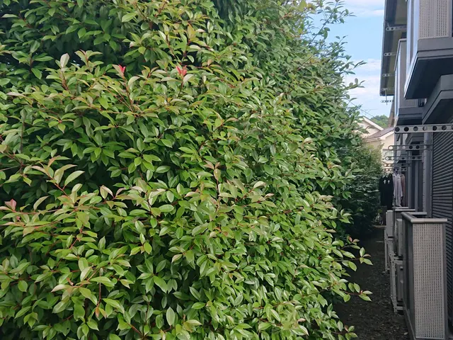 一級造園技能士◎損害賠償保険に加入済み◎作業実績15年◎サービスの画像