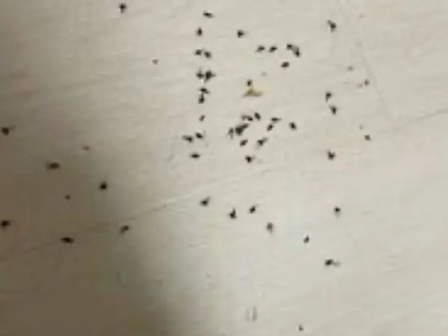 ◎害虫予防付きコバエ、チョウバエ卵までしっかり駆除いたします！女性スタッフ同行可サービスの画像