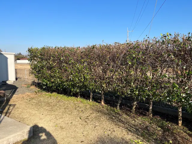 《全日本植木協会会長在籍》お客様目線の迅速・丁寧な大人気植木屋　年間700件実績サービスの画像