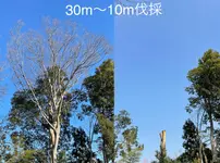 切った枝葉回収費込み価格 伸び過ぎた木をスッキリ切ります 高木大木対応します 東京ベイ クリーンの庭木の剪定 くらしのマーケット