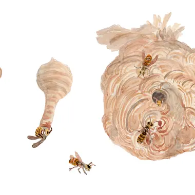 実物画像あり 黒い蜂が出た 危険性があるハチの種類や刺されないための対策 くらしのマーケットマガジン