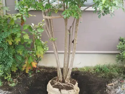 三鷹市の造園 植木屋です 三鷹市 武蔵野市 府中市 調布市 杉並区など承ります 963gardenの庭木の剪定 くらしのマーケット