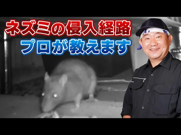 【ネズミはどこから侵入する？】ネズミ駆除年間500件以上のプロが教える意外な抜け穴
