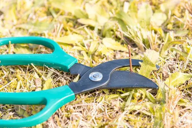 芝生ばさみで刈り込む