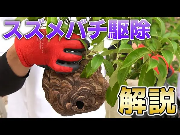 【プロの蜂駆除】スズメバチ・アシナガバチの駆除の方法＜密着1日目＞