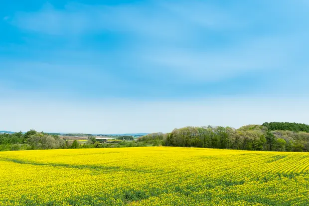 菜の花畑1