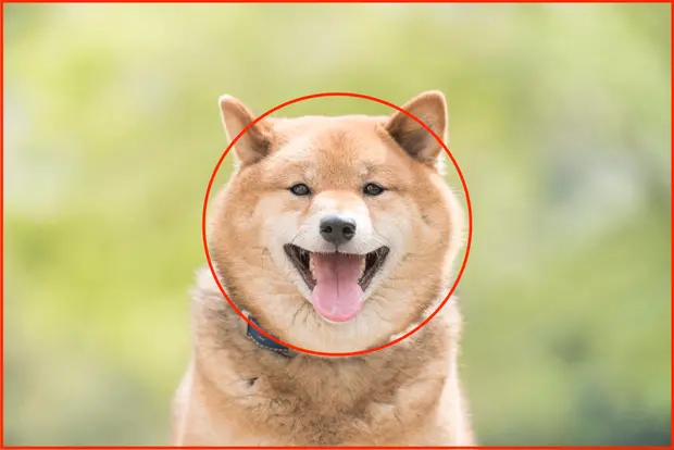 こっちを見つめる犬2