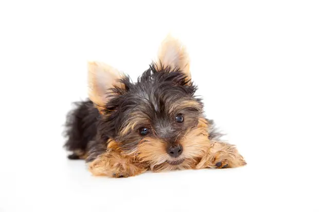 犬の毛の被毛タイプで選ぶブラシとブラッシング方法 くらしのマーケットマガジン