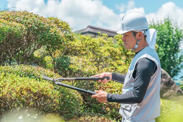 ツツジの外側を丸く刈り込んでいく（刈り込み）