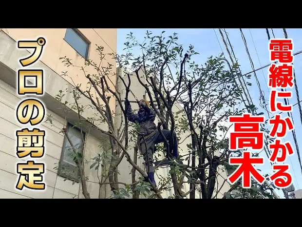 【電線より高い！】家主お手上げの高木をプロが剪定＜美しい透かし剪定＞東京