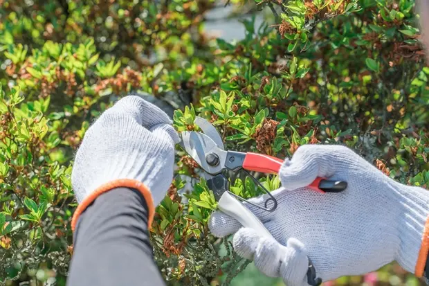 ツツジの不要な枝を切っていく（間引き）