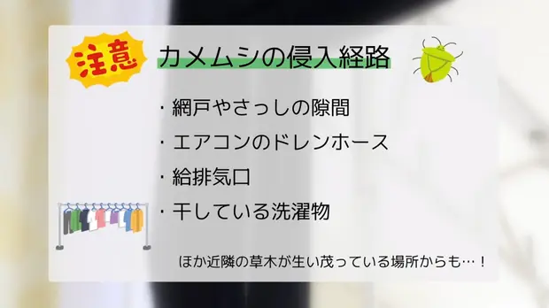 カメムシの侵入経路