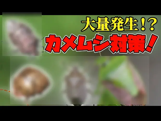 カメムシ対策をプロが徹底解説！