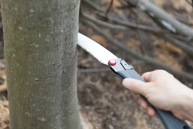 ノコギリで伐木