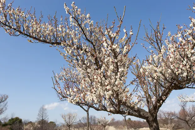 庭木伐採を自分でやるor事業者に頼む基準 自分でやる方法も くらしのマーケットマガジン 庭木伐採を自分でやるor事業者に頼む基準 自分でやる方法も くらしのマーケットマガジン