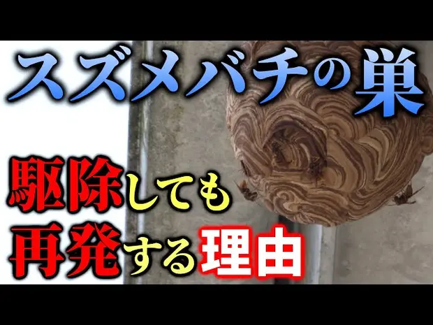 【キイロスズメバチは引越しする】ハチ駆除専門の最強ハンターによる巣作りの再発生率が圧倒的に低くなる駆除方法＜戻りバチは粘着シートで一網打尽＞｜神奈川