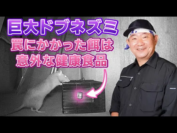 【ネズミ駆除】年間施工数500件以上の最強プロ vs 巨大ドブネズミ＜トラップの設置から捕獲まで完全密着＞東京
