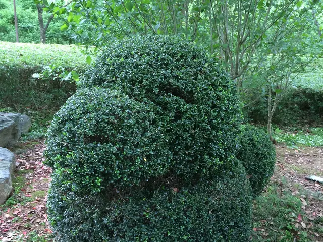 樹種に合った剪定を提案いたします 庭庵 Garden An の植え込み 生垣の剪定 くらしのマーケット