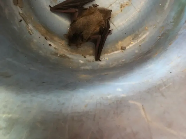 年中無休 早期解決 お客様の立場になって親身に対応します 伊藤興業の害獣駆除 コウモリ駆除 くらしのマーケット