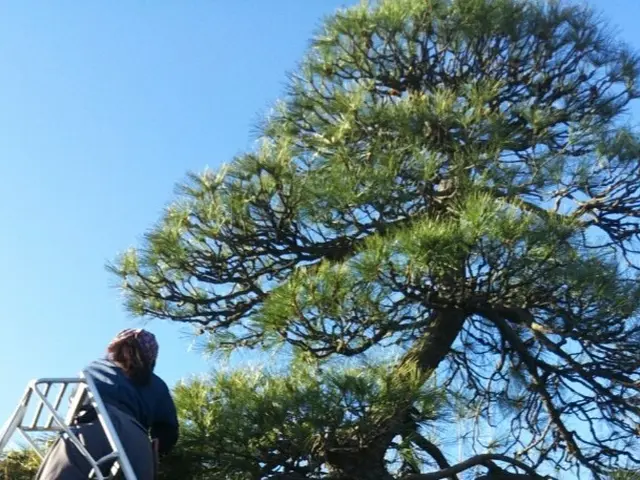 松 マキ カイズカ透かし等 難しい剪定は庭師にお任せ 土日祝営業中 24h受付 栽ちまり花園の庭木の剪定 くらしのマーケット