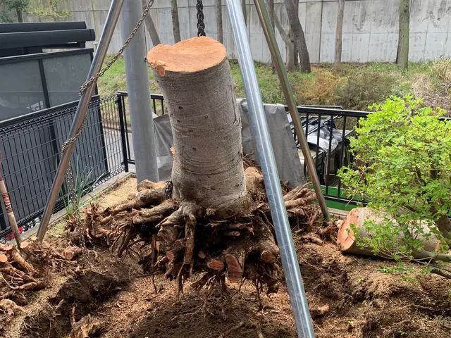 業歴年 伐採 抜根でお困りでしたら 是非クリック 親切 丁寧対応 晃緑造園の庭木の伐採 抜根 くらしのマーケット